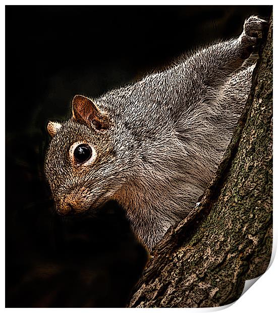 posterized Squirrel Print by Tom Reed