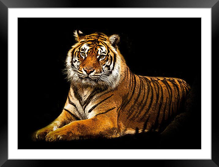 Posterized Tiger 3 Framed Mounted Print by Tom Reed