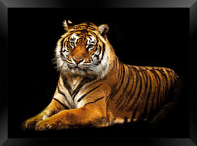 Posterized Tiger 3 Framed Print by Tom Reed