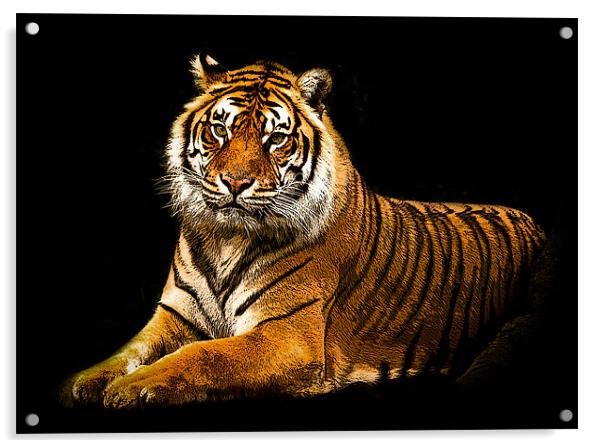 Posterized Tiger 3 Acrylic by Tom Reed