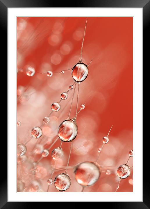 Cactus Rose Drops Framed Mounted Print by Sharon Johnstone