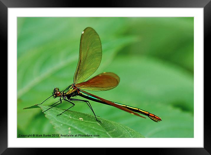 Damselfly Framed Mounted Print by Mark  F Banks