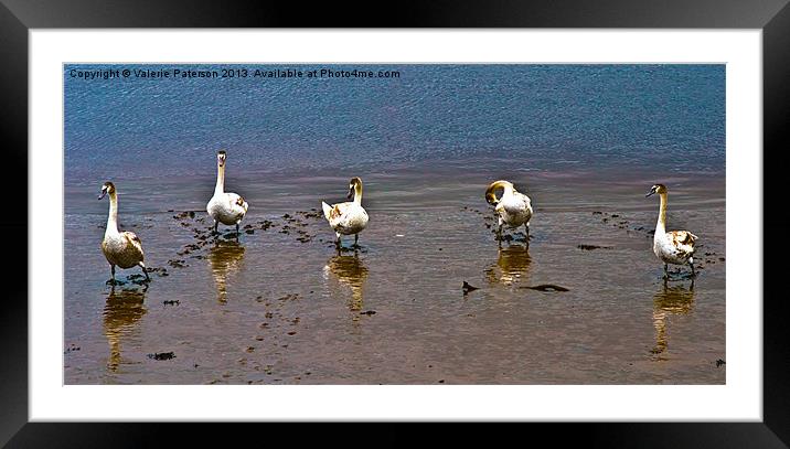 Five Big Birds Framed Mounted Print by Valerie Paterson