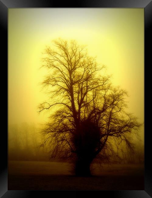 one foggy day Framed Print by dale rys (LP)