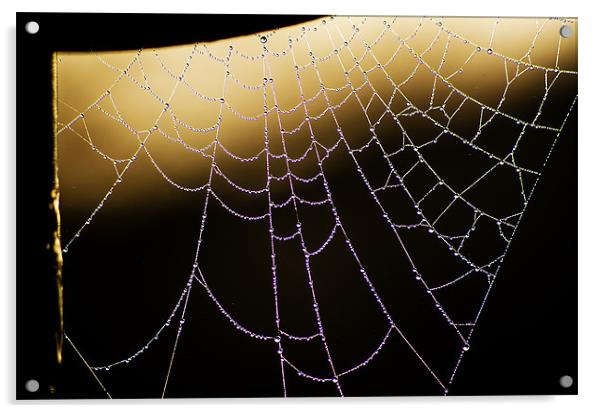 Cobweb Dew Acrylic by John Hastings