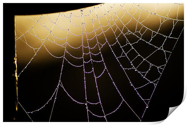 Cobweb Dew Print by John Hastings