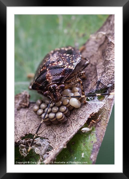 stink bug eggs Framed Mounted Print by Craig Lapsley