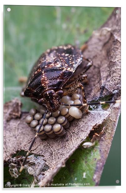 stink bug eggs Acrylic by Craig Lapsley