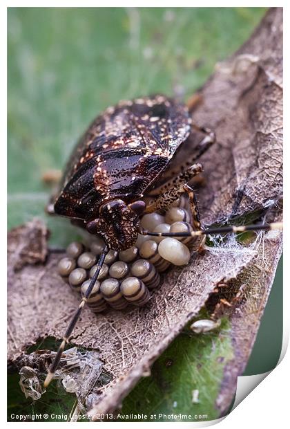 stink bug eggs Print by Craig Lapsley