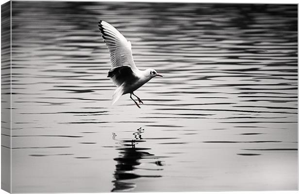 Seagull landing on lake Canvas Print by Simon West