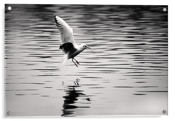 Seagull landing on lake Acrylic by Simon West