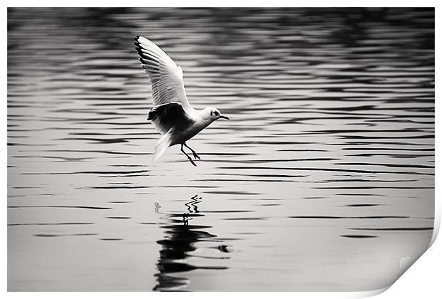Seagull landing on lake Print by Simon West