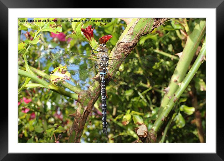 Dragonfly Framed Mounted Print by david  dunstall