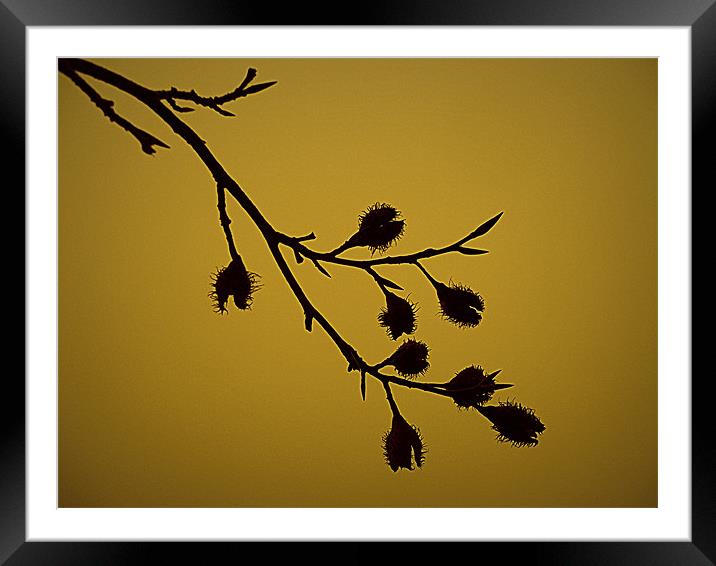 mellow yellow Framed Mounted Print by dale rys (LP)