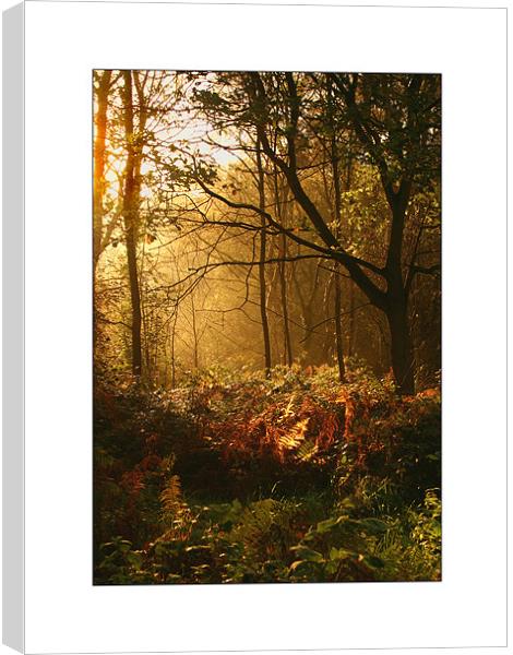 Oxford Summer Morning  Canvas Print by Rodney Tonge
