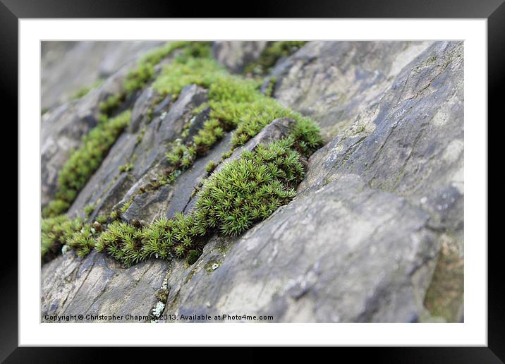 Clinging on Framed Mounted Print by Christopher Chapman
