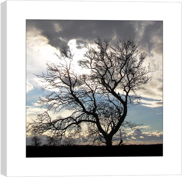 Tree Silhouette  Canvas Print by Rodney Tonge