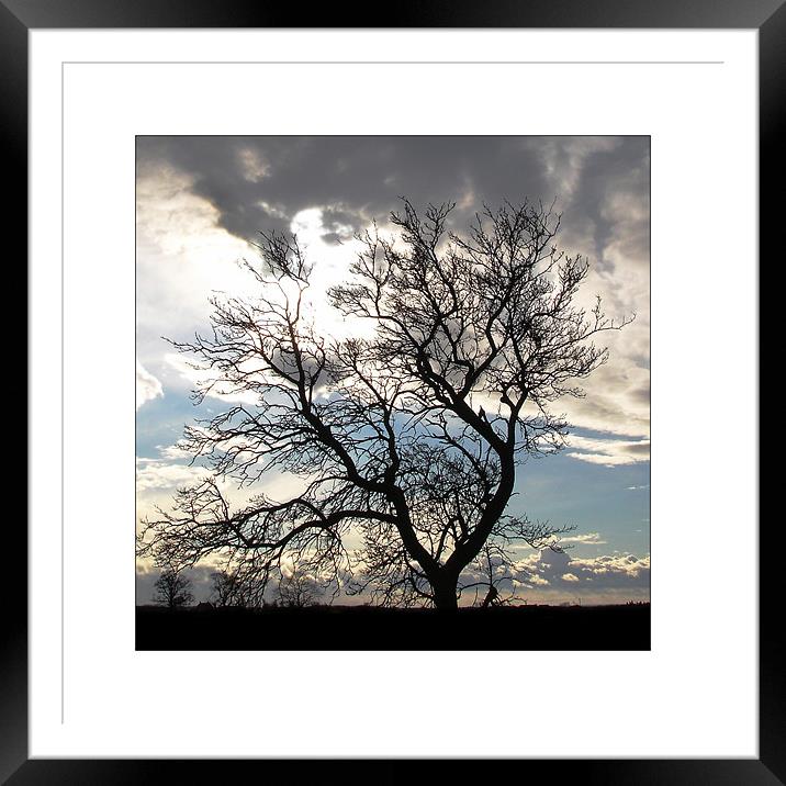Tree Silhouette  Framed Mounted Print by Rodney Tonge