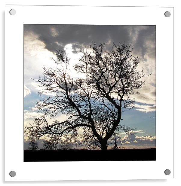 Tree Silhouette  Acrylic by Rodney Tonge