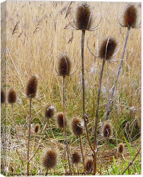 Teasels and bulrushes Canvas Print by Paula Palmer canvas