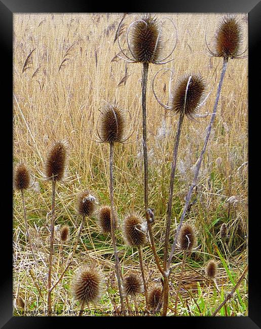 Teasels and bulrushes Framed Print by Paula Palmer canvas