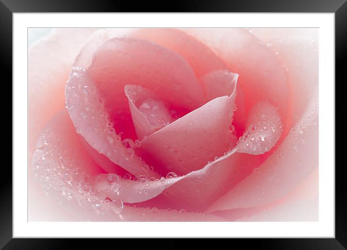 Watered Pink Rose Framed Mounted Print by J Biggadike
