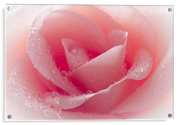 Watered Pink Rose Acrylic by J Biggadike