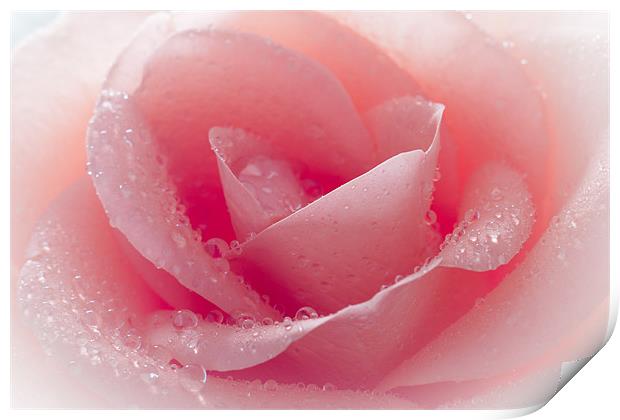 Watered Pink Rose Print by J Biggadike