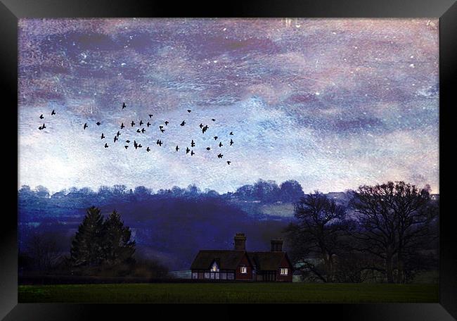 Home to Roost Framed Print by Dawn Cox