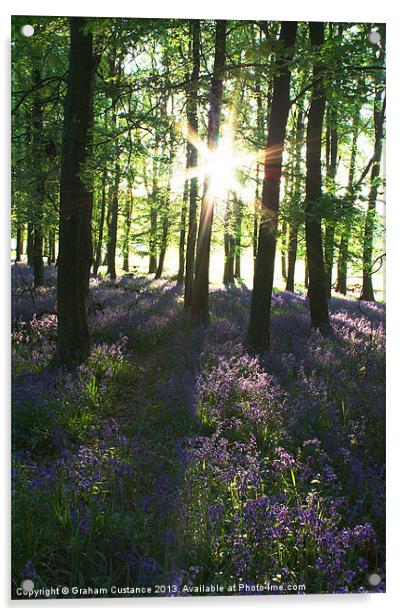 Bluebells at Sunrise Acrylic by Graham Custance