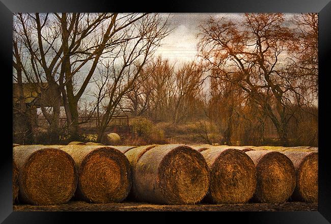 Down on the Farm Framed Print by Dawn Cox