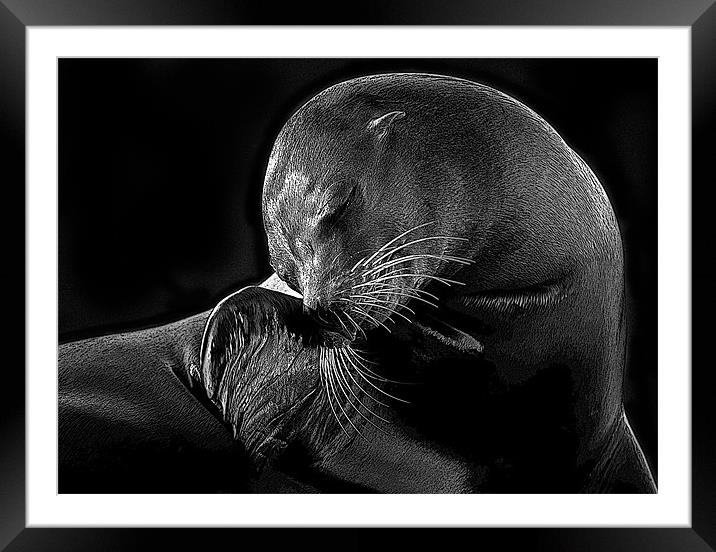 Posterised Sea-lion Framed Mounted Print by Tom Reed