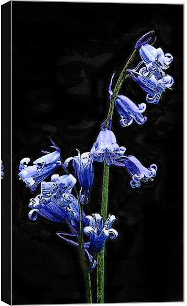 Posterised bluebells Canvas Print by Tom Reed
