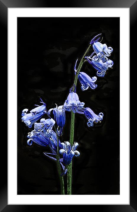 Posterised bluebells Framed Mounted Print by Tom Reed