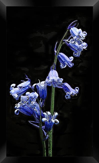 Posterised bluebells Framed Print by Tom Reed