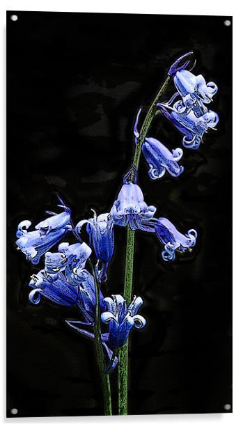 Posterised bluebells Acrylic by Tom Reed