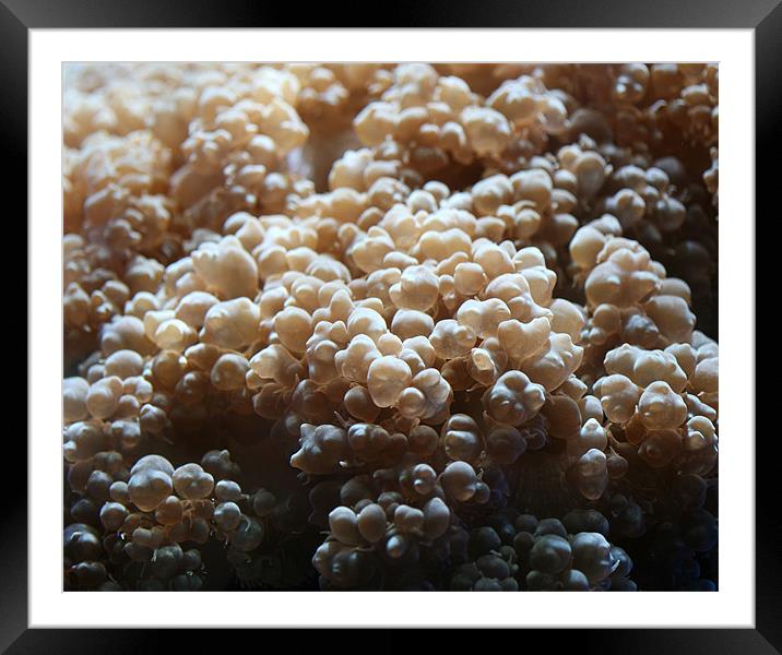 Coral Bubbles  Framed Mounted Print by Thomas Grob