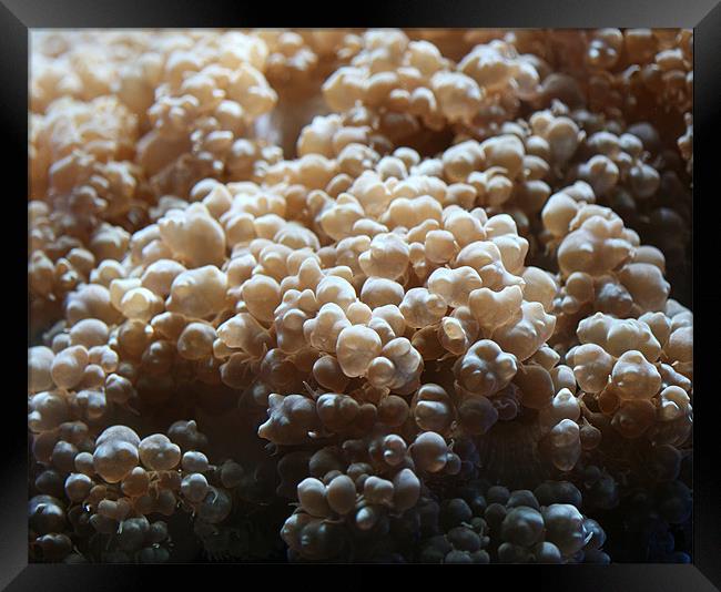 Coral Bubbles  Framed Print by Thomas Grob