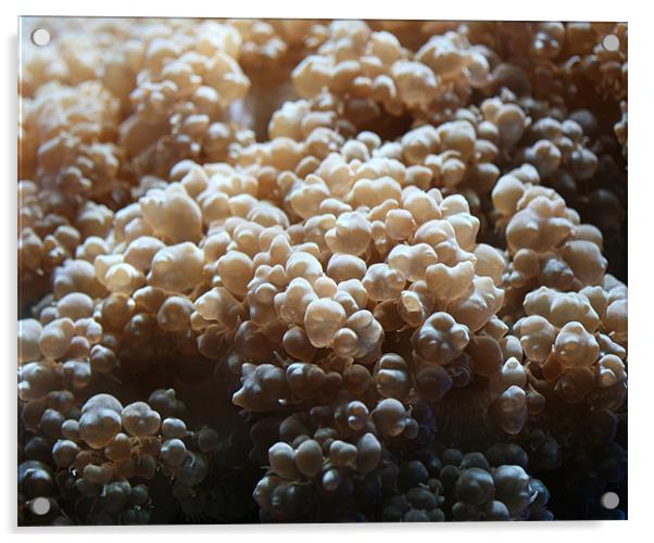 Coral Bubbles  Acrylic by Thomas Grob