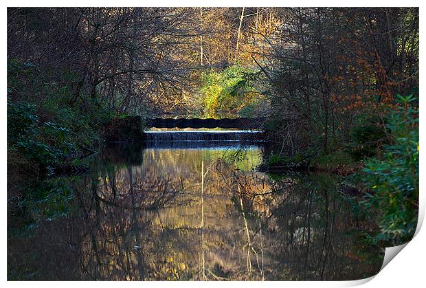 Woodland Water Reflection Print by Paul Mirfin