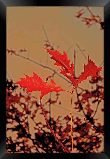 Red leaves Framed Print by Nadeesha Jayamanne
