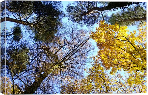 Tree Tops Canvas Print by Alan Jacobs