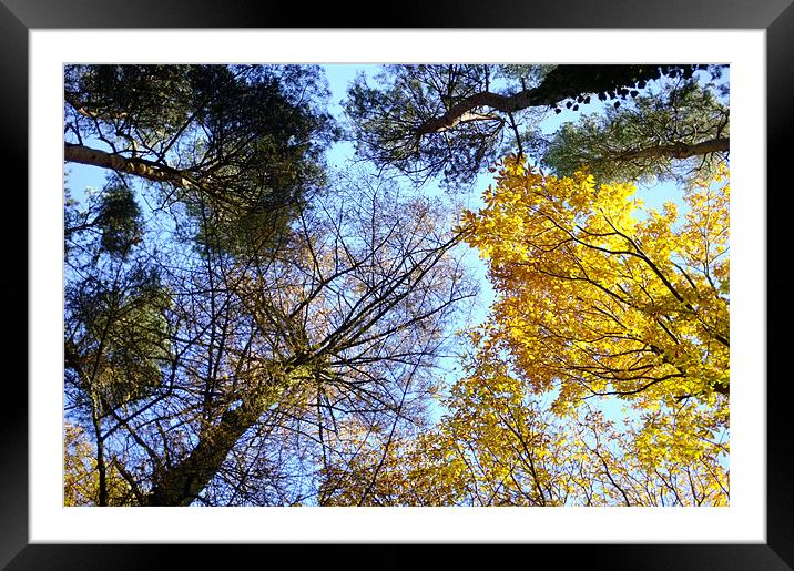 Tree Tops Framed Mounted Print by Alan Jacobs