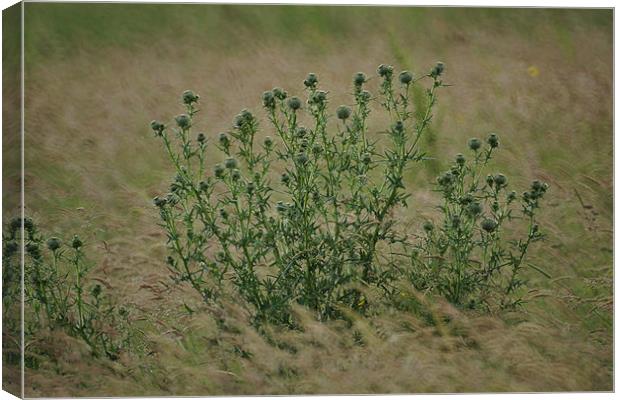 Thistle Down Canvas Print by Alan Jacobs