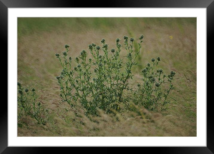 Thistle Down Framed Mounted Print by Alan Jacobs