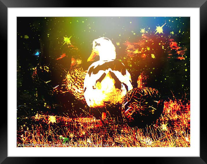 Duck Galaxy Framed Mounted Print by Stephanie Clayton