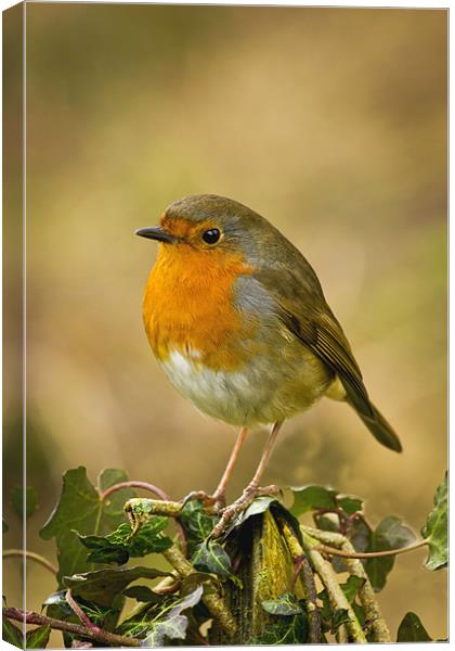 Robin Standing On A Post Canvas Print by Mick Vogel