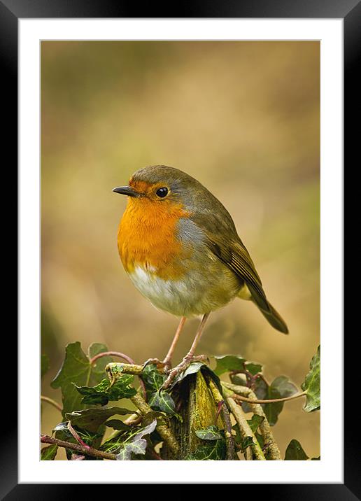 Robin Standing On A Post Framed Mounted Print by Mick Vogel