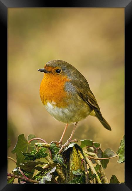 Robin Standing On A Post Framed Print by Mick Vogel