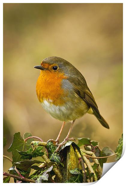 Robin Standing On A Post Print by Mick Vogel